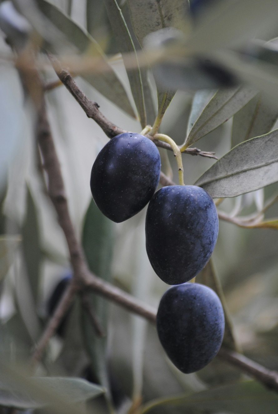 3 black olives handing on an olive tree branch